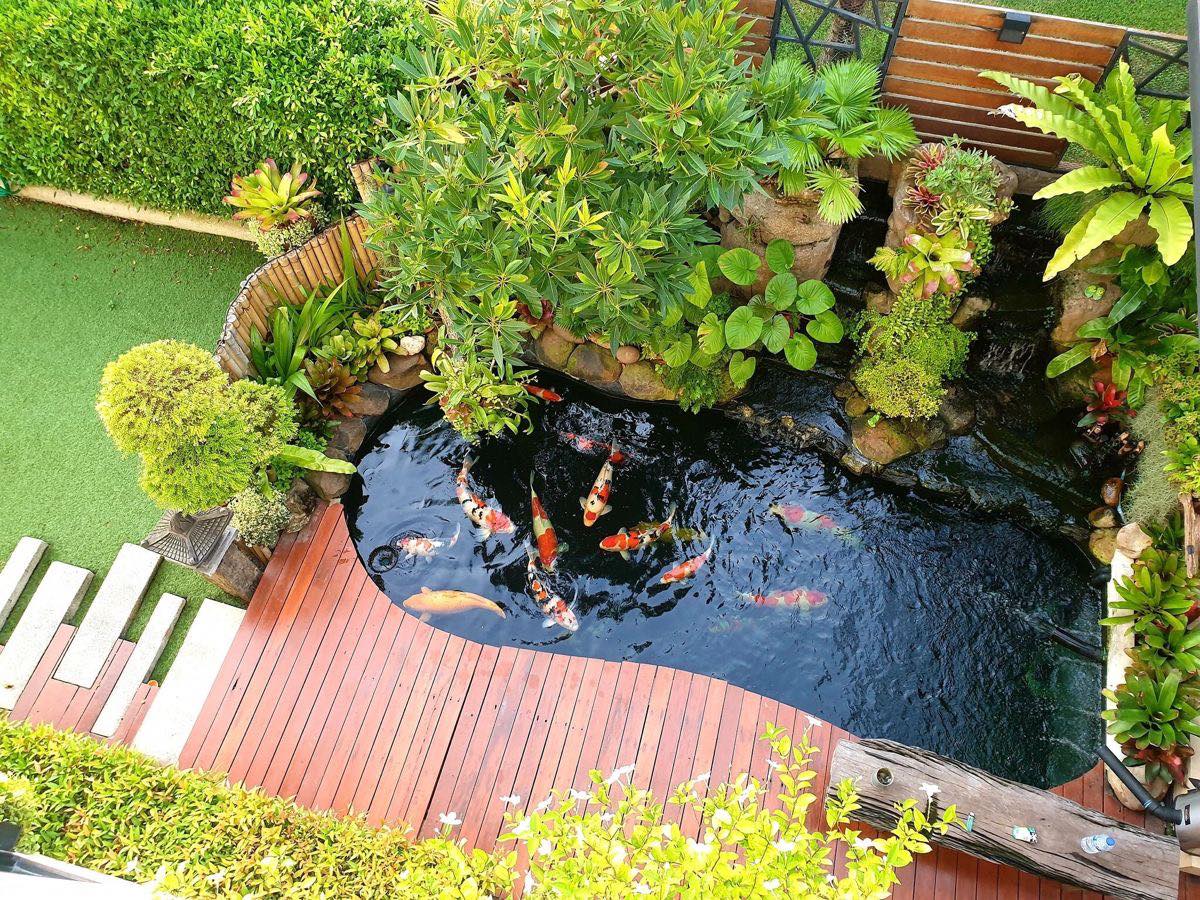 Mẫu hồ koi sân vườn nhà phố đẹp